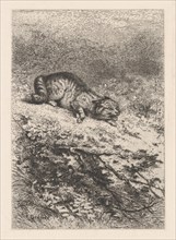 Wild Cat, ca. 1860. Creator: Karl Bodmer.