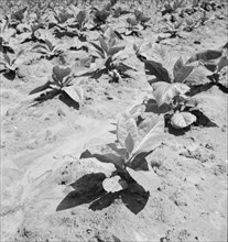 Untitled, 1935-1942. [Tobacco plants]. Creator: Unknown.