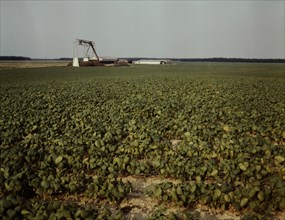 Bean field and canning factory, Seabrook Farm, Bridgeton, N.J., 1942. Creator: John Collier.