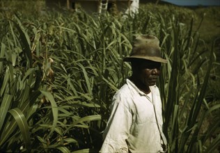 FSA borrower? in a sugar-cane field, Puerto Rico, 1941 or 1942. Creator: Jack Delano.