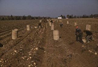 Children gathering potatoes on a large farm, vicinity of Caribou, Aroostook County, Maine , 1940. Creator: Jack Delano.