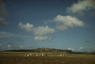 Cultivating sugar cane on the Virgin Islands Company land, vicinity of Bethlehem, St. Croix, 1941. Creator: Jack Delano.