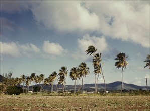 Palm trees along the road, vicinity of Christiansted, Saint Croix, Virgin Islands, 1941. Creator: Jack Delano.
