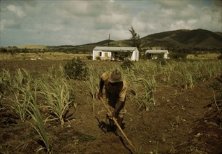 FSA borrower cultivating his sugar cane field, vicinity of Frederiksted, St. Croix, V.I. , 1941. Creator: Jack Delano.