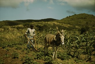FSA borrower plowing his garden with one of the few plows used on the island, St. Croix, V.I., 1941. Creator: Jack Delano.