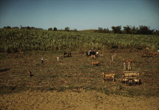 Harvesting sugar cane in a burned field, vicinity of Guanica, Puerto Rico. , 1942. Creator: Jack Delano.