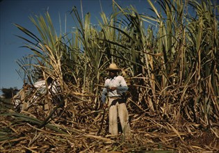 Sugar cane worker in the rich field, vicinity of Guanica, Puerto Rico, 1942. Creator: Jack Delano.