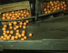 Automatic dumper at the co-op orange packing plant, Redlands, Calif., 1943. Creator: Jack Delano.