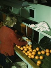 Grading oranges at a co-op orange packing plant, Redlands, Calif., 1943. Creator: Jack Delano.