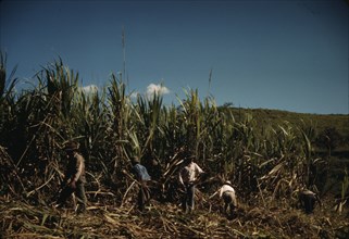 FSA farmers working in a sugar cane field, vicinity of Rio Piedras, Puerto Rico. , 1941. Creator: Jack Delano.