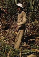 FSA borrower and participant in the sugar cane cooperative, Rio Piedras, Puerto Rico, 1941. Creator: Jack Delano.