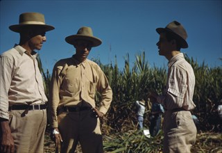 Sugar cane workers, vicinity of Rio Piedras, Puerto Rico, 1941. Creator: Jack Delano.