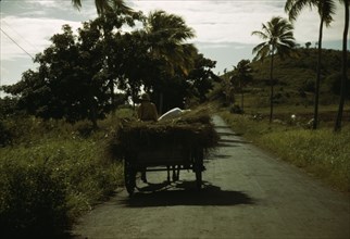 A farm road near one of the "villages" on the northern coast, St. Croix, Virgin Islands, 1941. Creator: Jack Delano.