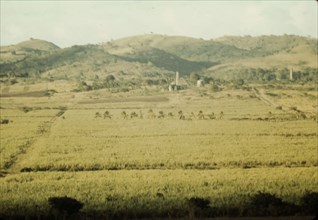 Sugar cane fields on the north-west part of the island, St. Croix island, Virgin Islands, 1941. Creator: Jack Delano.