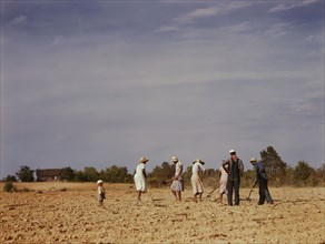 Chopping cotton on rented land near White Plains, Greene County, Ga., 1941. Creator: Jack Delano.