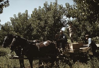 Crates of peaches being gathered from pickers to be hauled to..., Delta County, Colo., 1940. Creator: Russell Lee.