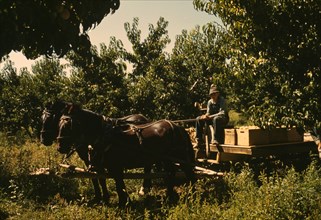 Hauling crates of peaches from the orchard to the shipping shed, Delta County, Colo., 1940. Creator: Russell Lee.