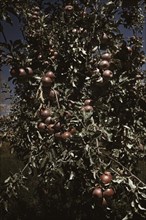 Peaches [i.e. apples] on a tree, orchard in Delta County, Colo., 1940. Creator: Russell Lee.