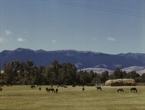 Horse breeding ranch, Grant Co., Oregon, 1942. Creator: Russell Lee.