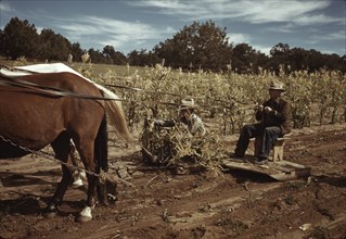 Harvesting corn, Pie Town, New Mexico, 1940. Creator: Russell Lee.