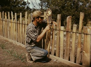 Jack Whinery, homesteader, repairing fence which he built with slabs, Pie Town, New Mexico, 1940. Creator: Russell Lee.