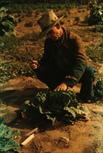 Jim Norris, homesteader, cutting a head of cabbage, Pie Town, New Mexico, 1940. Creator: Russell Lee.