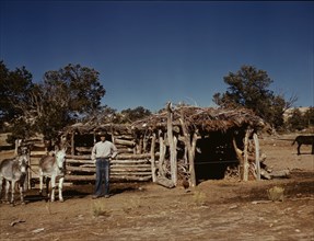 Mr. Leatherman, homesteader, with his work burros in front of his barn, Pie Town, New Mexico, 1940. Creator: Russell Lee.