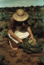 Mrs. Norris with homegrown cabbage, one of the many vegetables..., Pie Town, New Mexico, 1940. Creator: Russell Lee.