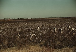 Day laborers picking cotton near Clarksdale, Miss., 1939. Creator: Marion Post Wolcott.