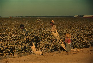 Day laborers picking cotton near Clarksdale, Miss. Delta, 1940. Creator: Marion Post Wolcott.