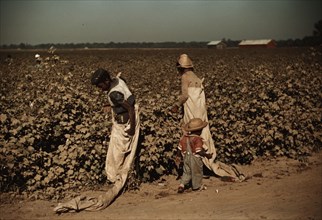 Day laborers picking cotton, near Clarksdale, Miss., 1940. Creator: Marion Post Wolcott.