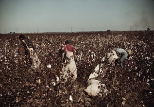 Day-laborers picking cotton near Clarksdale, Miss., 1940. Creator: Marion Post Wolcott.