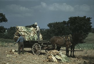Taking burley tobacco in from the fields after it had been cut...Russell Spears' farm, Ky., 1940. Creator: Marion Post Wolcott.