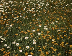 Field of daisies and orange flowers, possibly hawkweed, Vermont, 1943. Creator: John Collier.