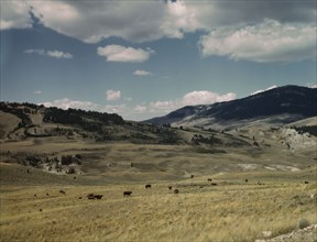 Bands of sheep on the Gravelly Range at the foot of Black Butte, Madison County, Montana, 1942. Creator: Russell Lee.