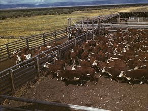 Cattle in corral waiting to be weighed before being trailed..., Beaverhead County, Montana, 1942. Creator: Russell Lee.