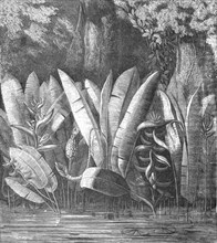 'A Lagoon in the Tierra Caliente; A zigzag journey through Mexico', 1875. Creator: Thomas Mayne Reid.