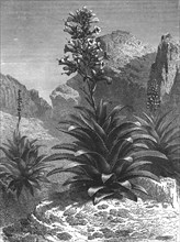 'Agaves in Bloom; A zigzag journey through Mexico', 1875.  Creator: Thomas Mayne Reid.
