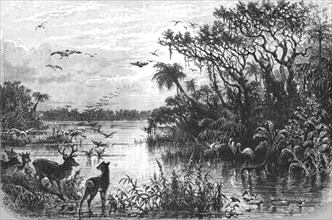 'Scene on a Creek, Tributary to the St. John's, Florida; A Flying Visit to Florida', 1875. Creator: Thomas Mayne Reid.