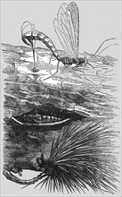 'An Insect Cuckoo; A Flying Visit to Florida', 1875. Creator: Thomas Mayne Reid.