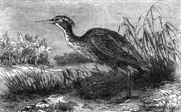 'The Green Heron (Ardea virescens); A Flying Visit to Florida', 1875. Creator: Thomas Mayne Reid.