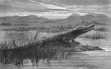 'Crocodile; Life in a South African Colony', 1875. Creator: Unknown.