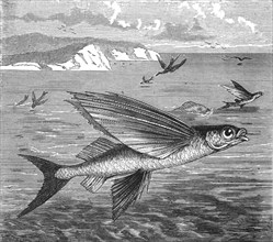 'Flying Fish and their Foes; A Flying Visit to Florida', 1875. Creator: Thomas Mayne Reid.