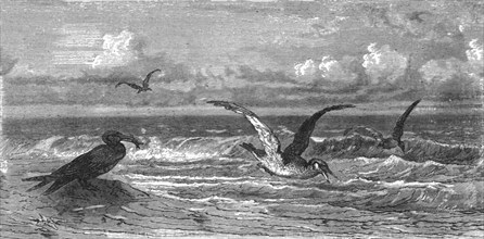'Scissor-Bills in pursuit of Prey; A Flying Visit to Florida', 1875. Creator: Thomas Mayne Reid.