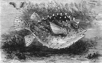 'The Pump-Fish of Florida; A Flying Visit to Florida', 1875. Creator: Thomas Mayne Reid.