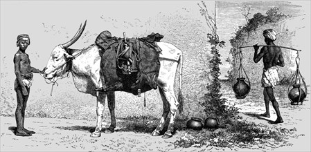 'Baggage-animal, India; Black Bear shooting in the Himalayas', 1875. Creator: G. Beste.
