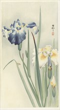 Irises. Private Collection.