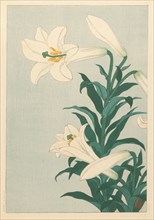 Lilies. Private Collection.