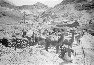 Peru Scenes, 1912. Llamas.