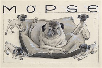 Pugs. Private Collection.